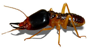 cockroach